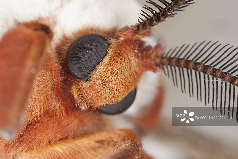 雌性北美大蚕蛾图片素材