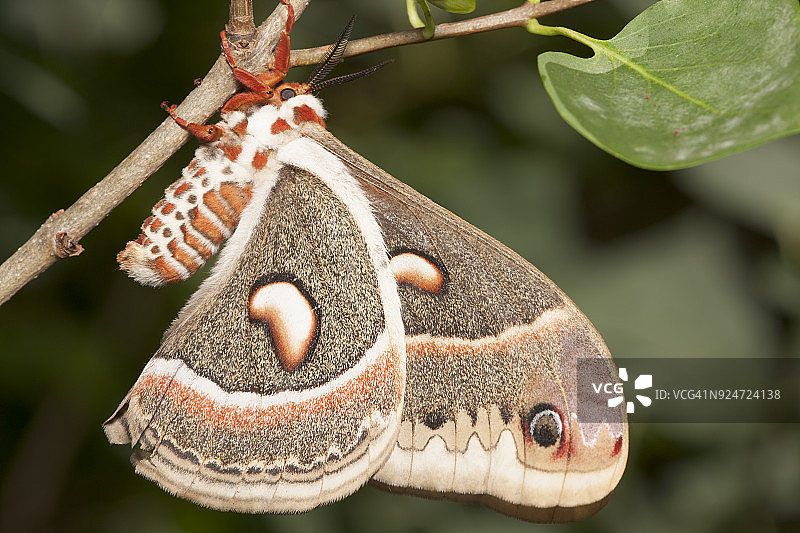 雌性北美大蚕蛾图片素材