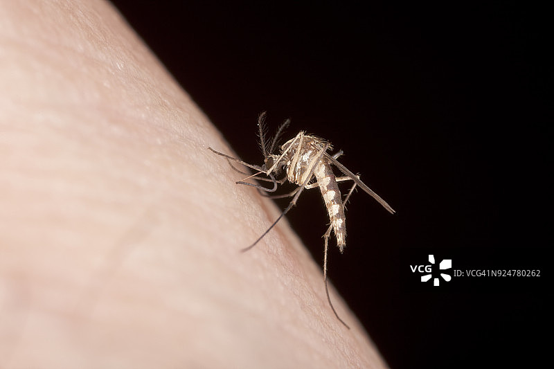 叮咬人的蚊子#2图片素材