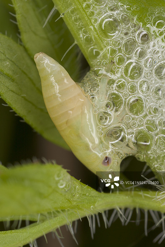 沫蝉幼虫图片素材