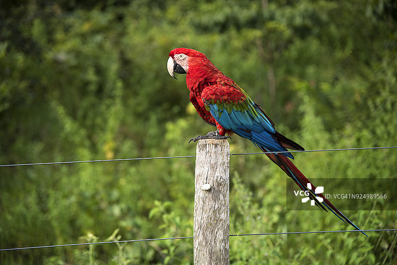 红色金刚鹦鹉图片素材