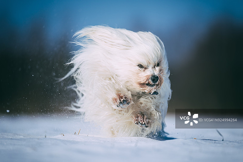 雪地里的狗图片素材
