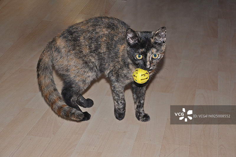 虎斑猫嘴里叼着一个黄色球图片素材