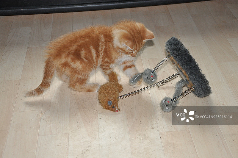 玩耍的红猫图片素材