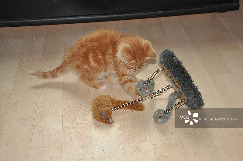 玩耍的红猫图片素材