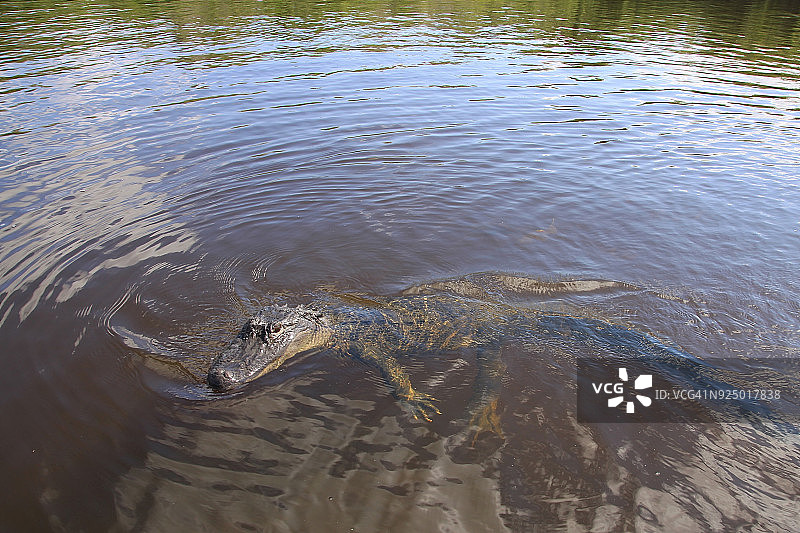 大沼泽地国家公园的短吻鳄图片素材