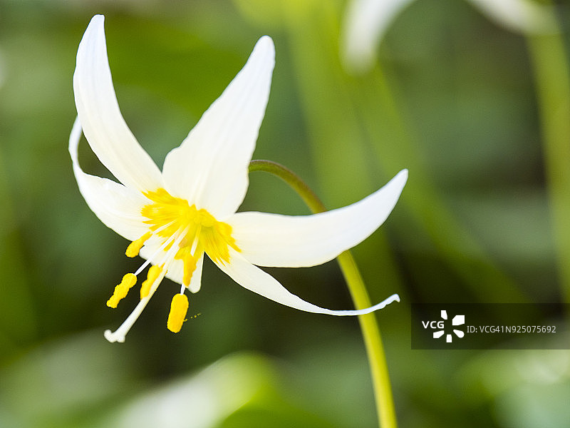 奥林匹克国家公园飓风岭草甸上的雪崩百合图片素材