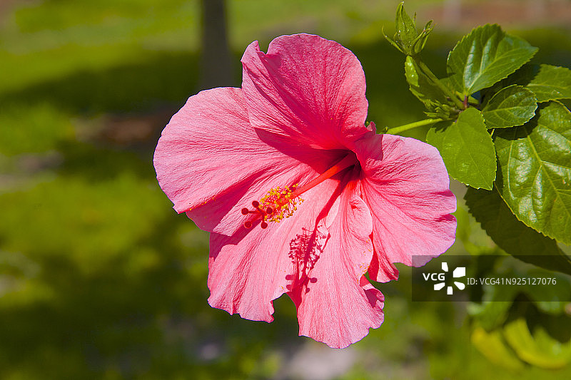 粉色木槿花图片素材