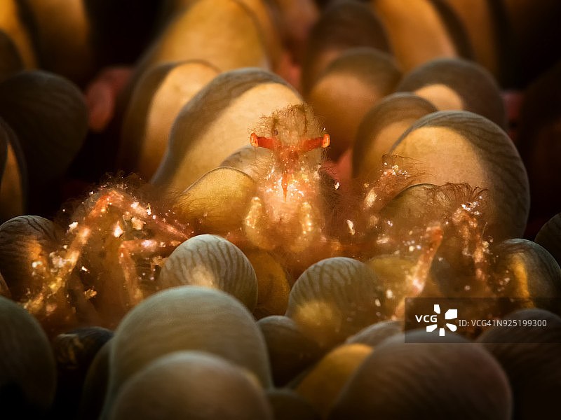 背光猩猩蟹图片素材