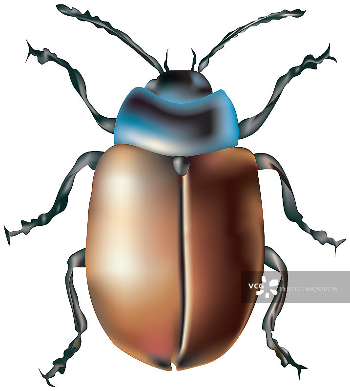 甲虫图片素材