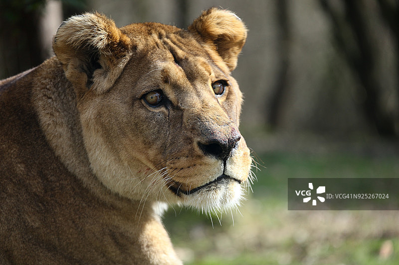 雌性巴巴里狮图片素材