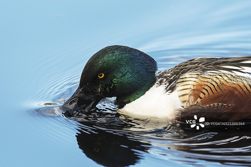 在池塘水面觅食的琵嘴鸭特写图片素材
