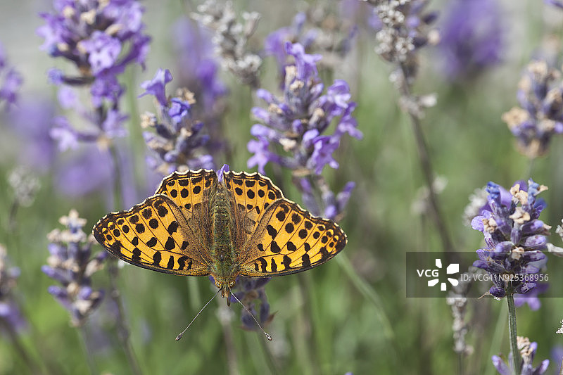 蝴蝶在花图片素材