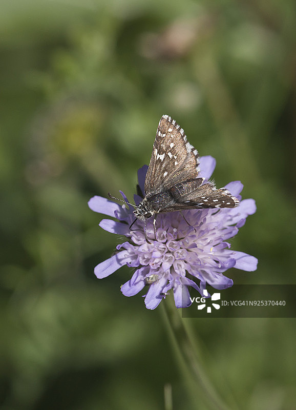 蝴蝶在花图片素材