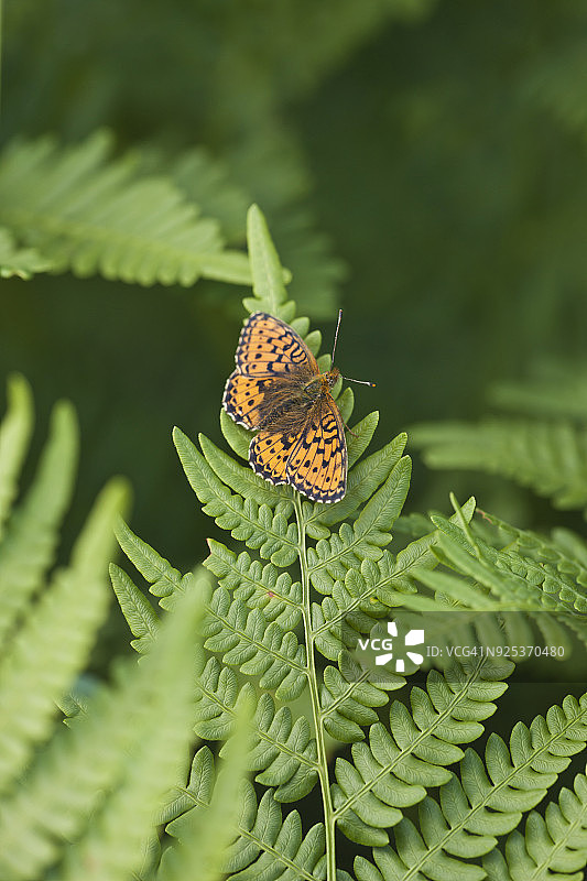 蕨类植物上的蝴蝶图片素材