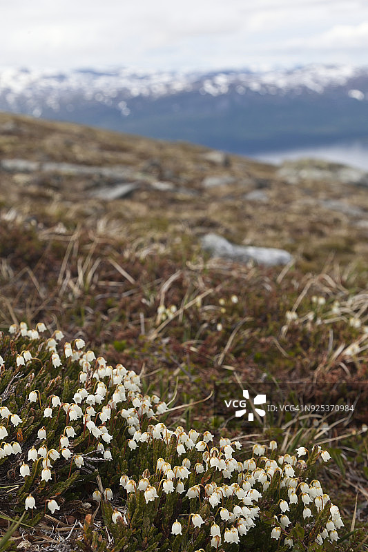草地上的鲜花图片素材