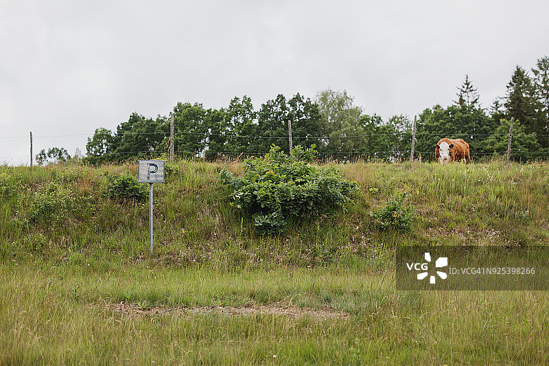 牧场上的奶牛图片素材