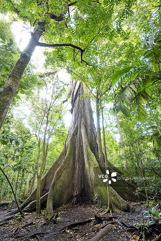 哥斯达黎加阿雷纳火山国家公园的木棉树图片素材