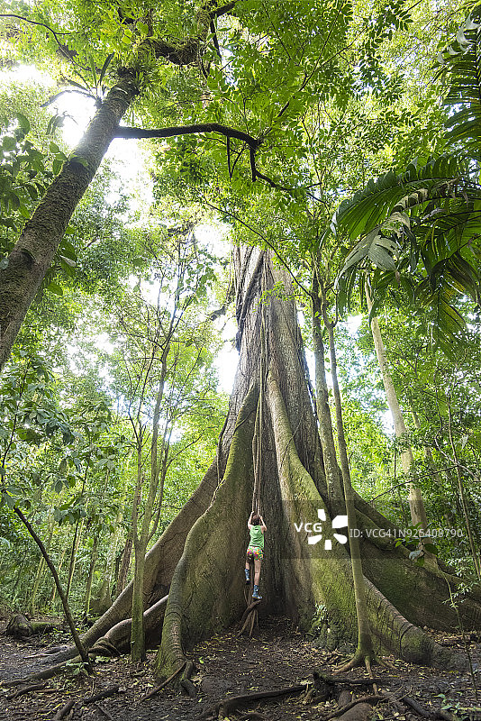 哥斯达黎加阿雷纳火山国家公园的木棉树图片素材