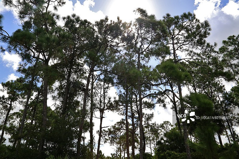 云杉松树图片素材
