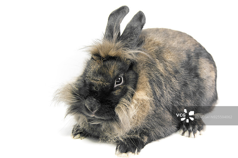 棕色兔子图片素材