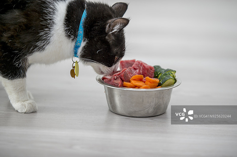 猫咪用餐图片素材