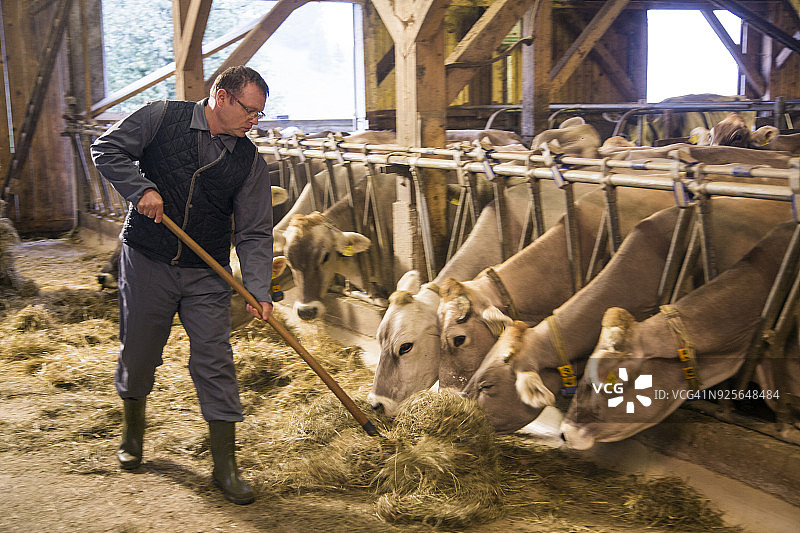 男人给奶牛喂干草图片素材