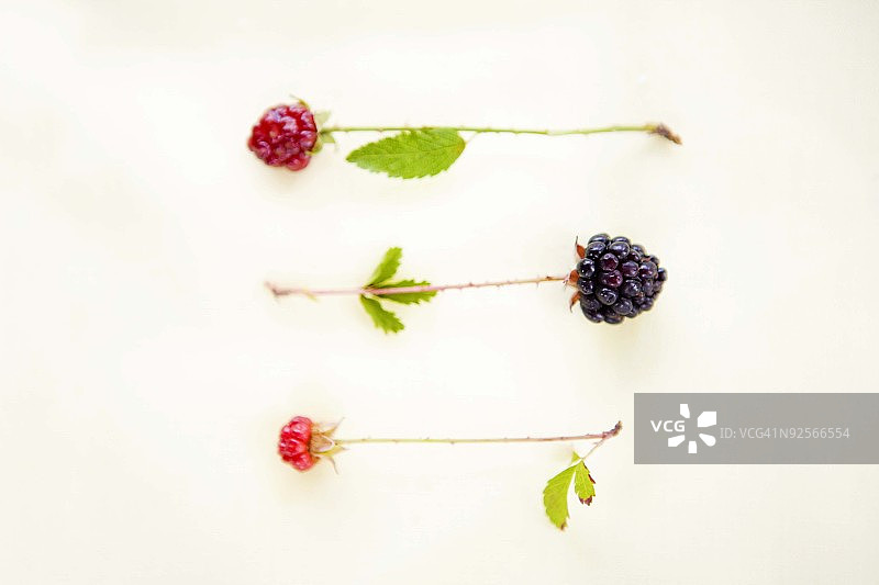 黑莓成熟周期图片素材