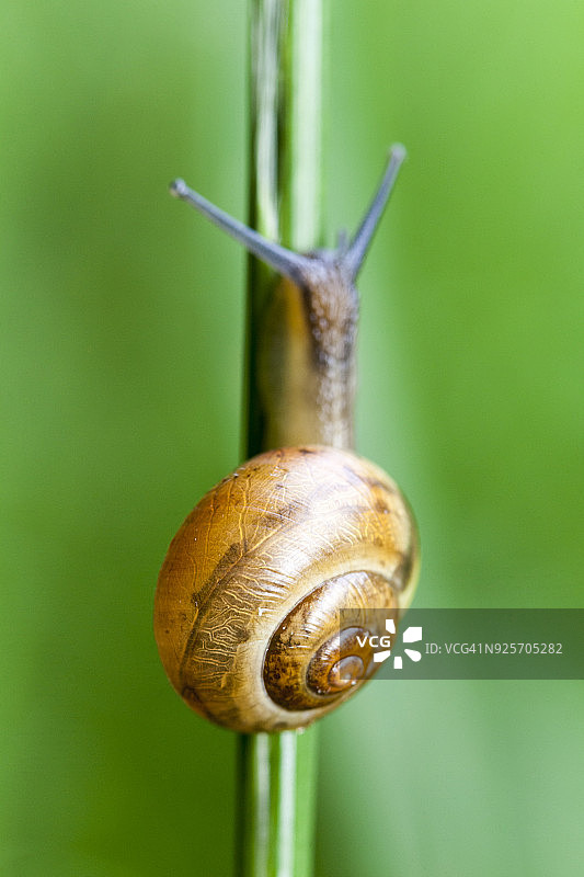 蜗牛爬上茎图片素材