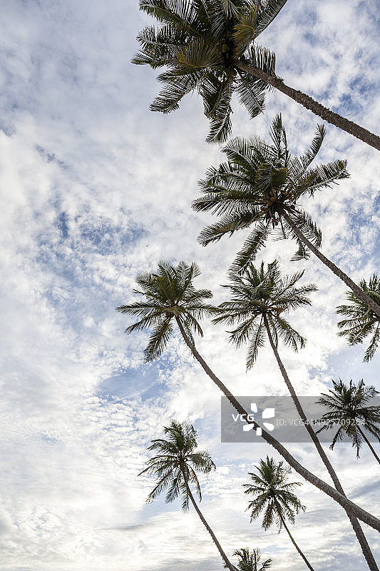 棕榈树和多云的天空图片素材