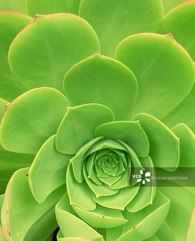 莲花掌多肉植物图片素材