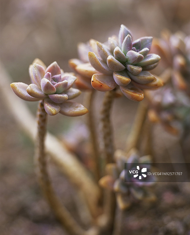 雾气笼罩的胧月图片素材