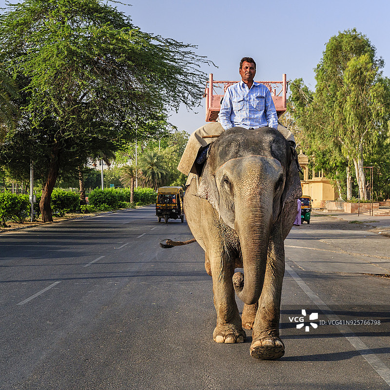 印度斋浦尔琥珀堡附近骑在大象上的印度男子（象夫）图片素材