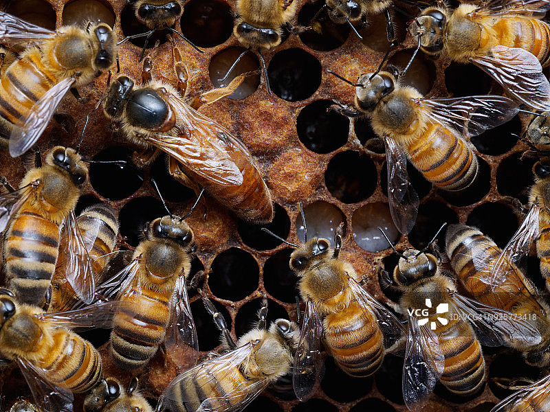 蜂王在蜂巢上产卵图片素材