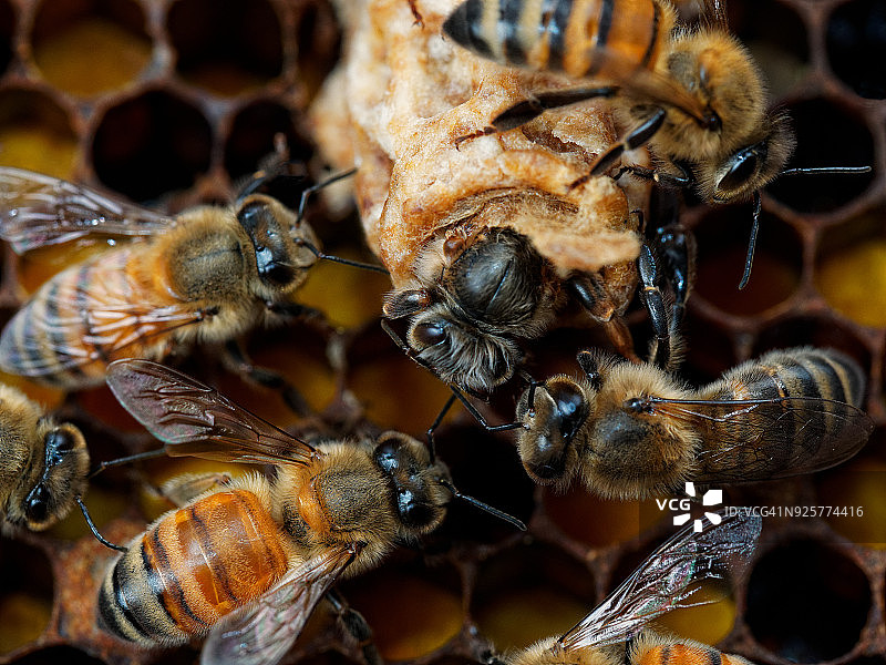 蜜蜂蜂群迎接蜂王幼蜂的诞生图片素材