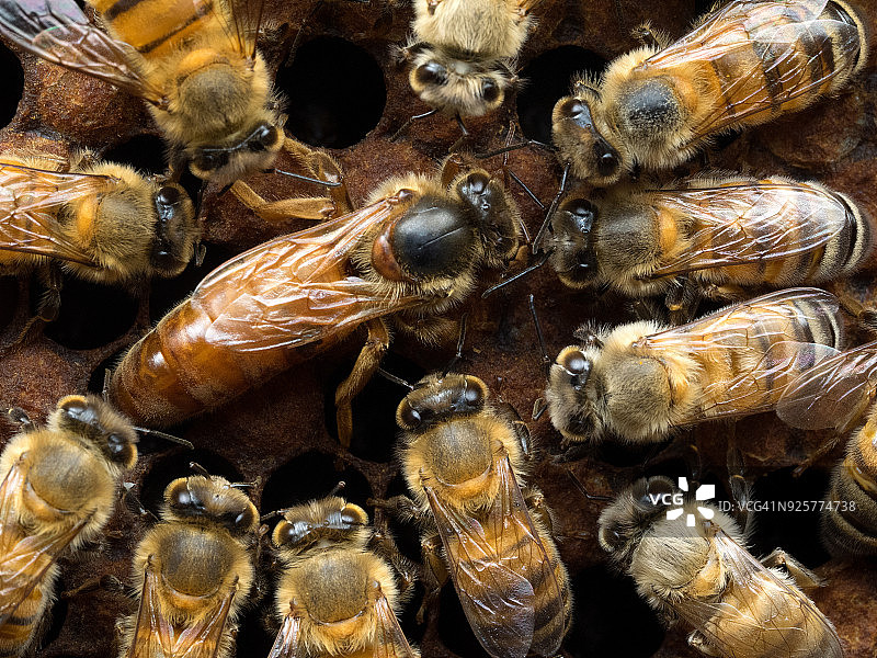 蜂王在蜂巢上与蜜蜂在一起图片素材