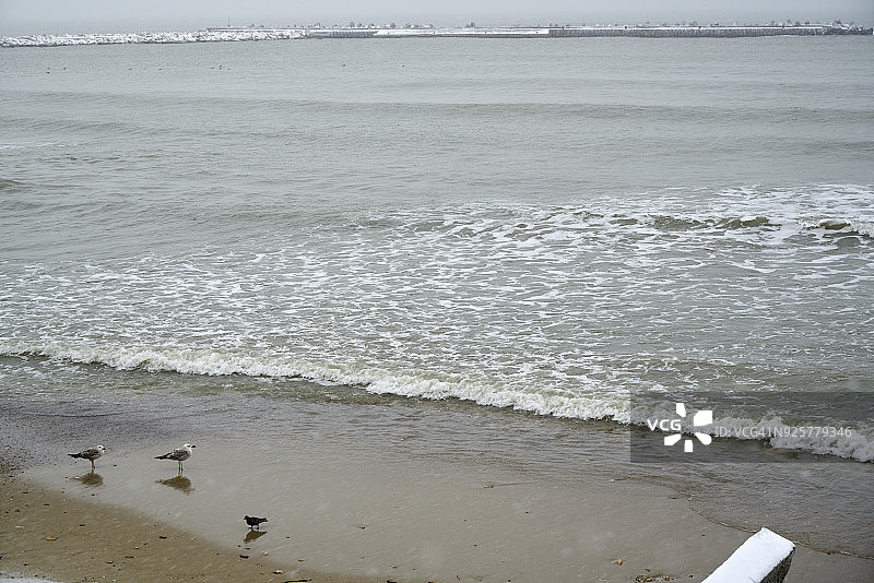 严冬风暴中海滩上的海鸥图片素材