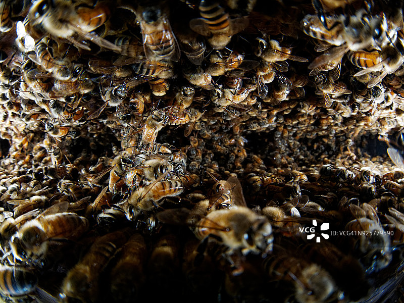 蜂巢中的大量蜜蜂图片素材