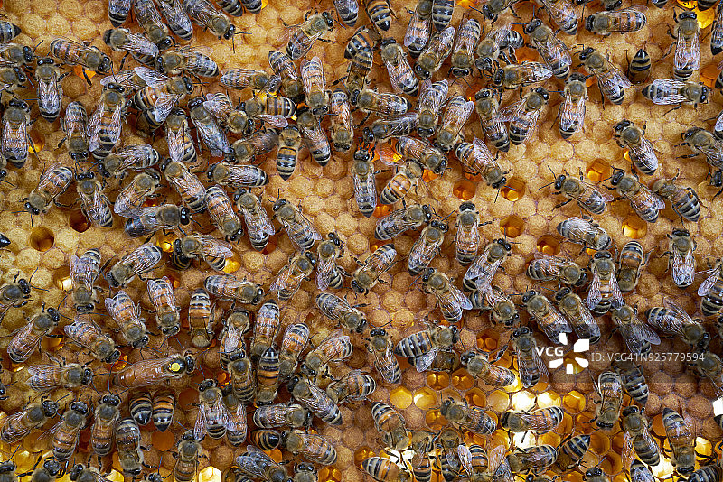 与蜜蜂在一起的女王图片素材