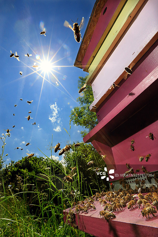 蜂巢里有很多花蜜图片素材