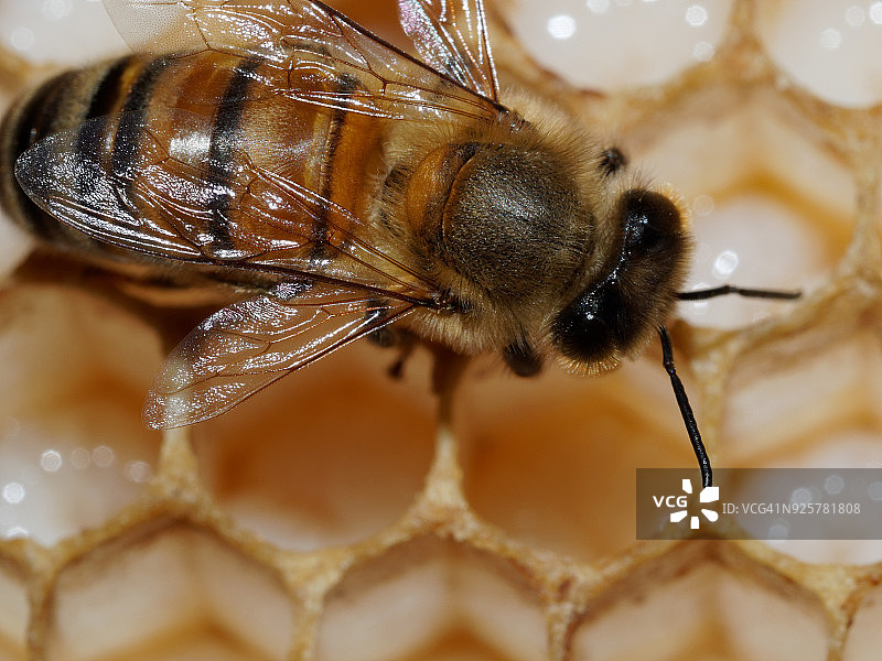 蜜蜂护理蜂群图片素材