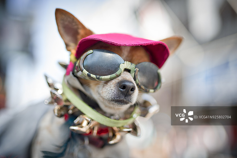 新奥尔良狂欢节上的可爱狗狗图片素材
