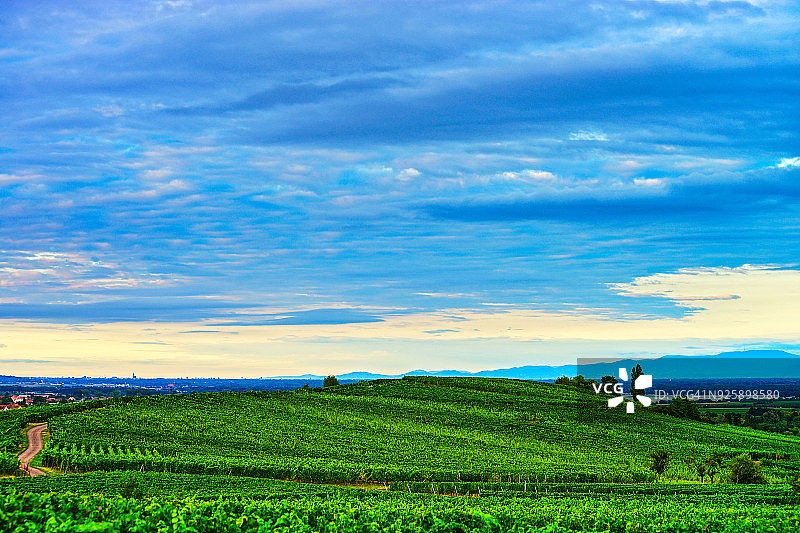 法国阿尔萨斯葡萄园的绿色山丘与蓝色日落天空图片素材