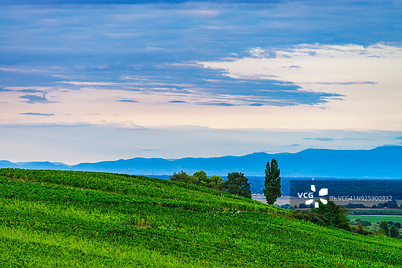 法国阿尔萨斯葡萄园的绿色山丘与蓝色日落天空图片素材