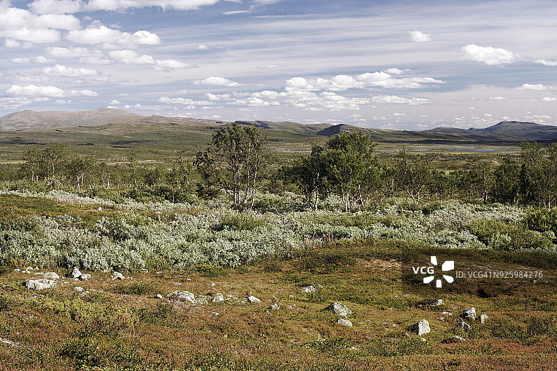 草地和树木的风景图片素材