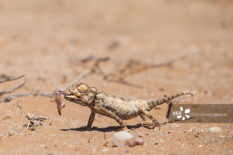 纳米比亚变色龙与猎物图片素材