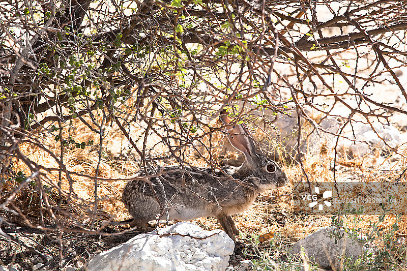 纳米比亚埃托沙国家公园灌丛兔图片素材
