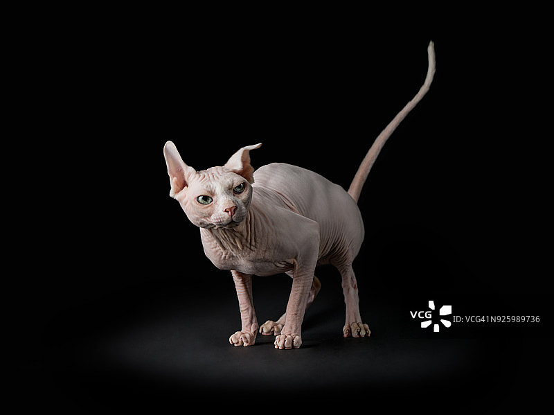 斯芬克斯猫肖像图片素材