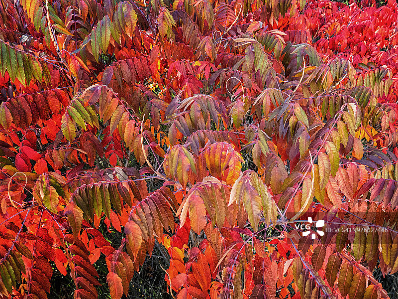 秋天的红色灌木丛图片素材