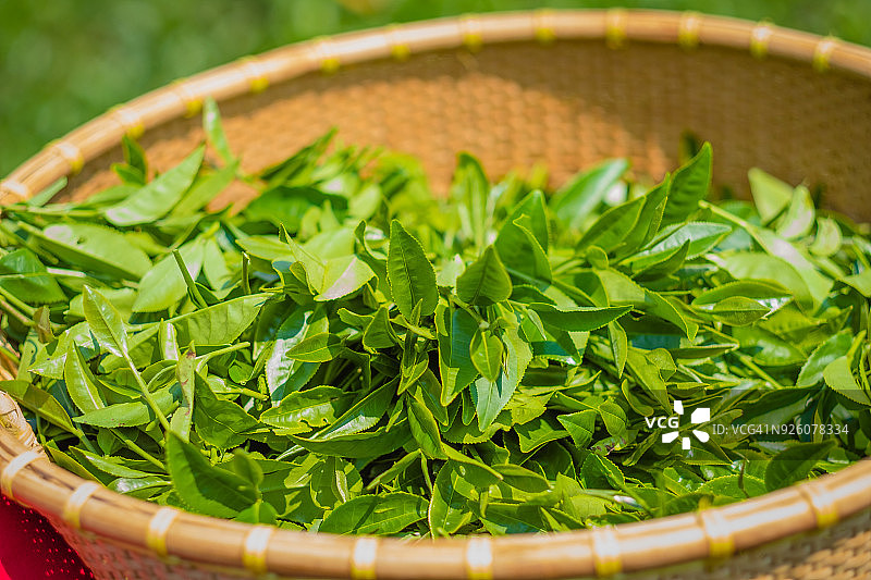 越南林同省保禄茶园工人照片图片素材